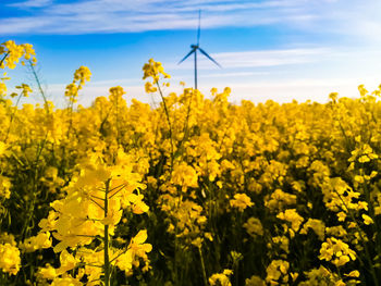 Scenic view of oilseed rape field against sky with wind turbine in the background 