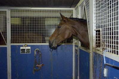 Close-up of horse in stable