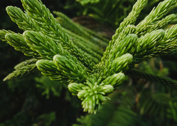 Close-up of pine tree