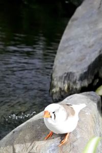 Close-up of swan swimming on lake