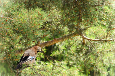 Bird perching on tree