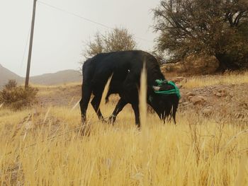 Horse grazing in a field