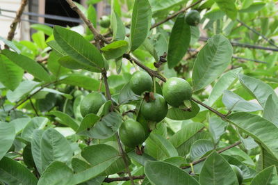 Close-up of fruits on tree