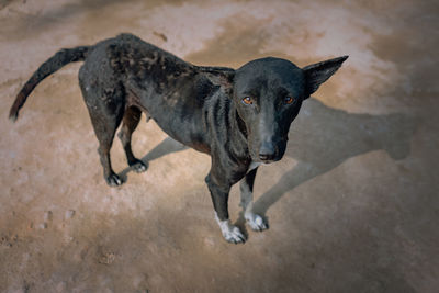 High angle portrait of black dog standing outdoors