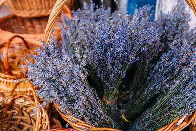 Bunches of fresh, purple aromatic lavender in gift shop
