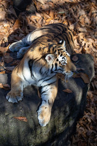 Close-up of tiger