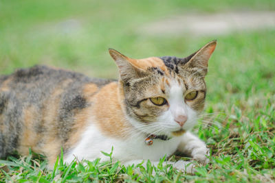 Cat looking away on field