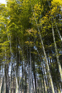 Low angle view of bamboo trees in forest