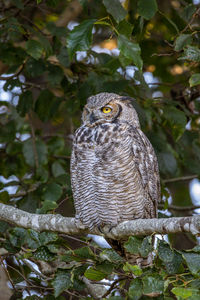 The great horned owl sitting on a branch, also known as the tiger owl, or the hoot owl