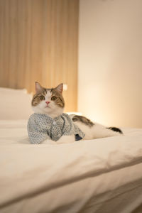 Portrait of cat lying on bed at home