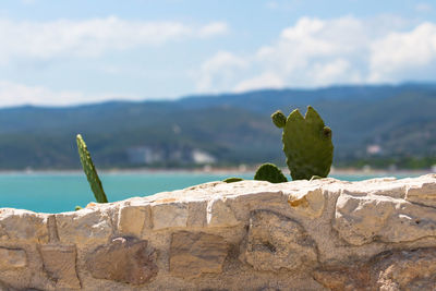 Cactus growing by retaining wall against mountain and sky