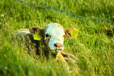 Calf in a field