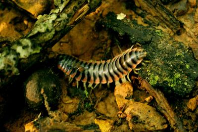 Close-up of lizard on tree