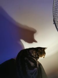 Close-up of a cat looking away