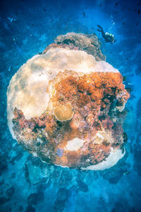 Close-up of jellyfish in water