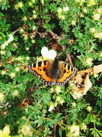 Butterfly on flower