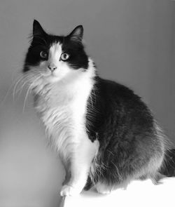 Portrait of cat standing against white background