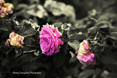 Close-up of pink roses blooming outdoors