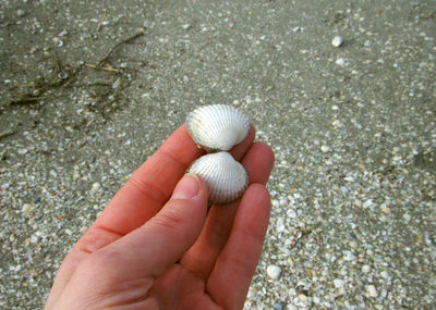 Close-up of person hand holding shells on beach