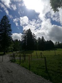 Trees on field against sky