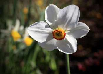 Close-up of flower blooming outdoors