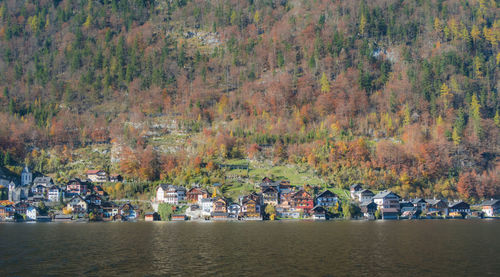 Group of people by trees during autumn