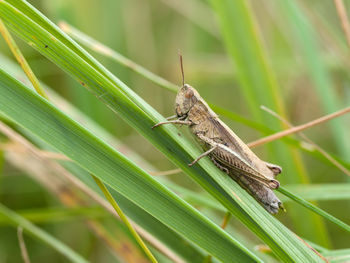 Close-up of insect on plant