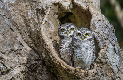 Portrait of owls perching on tree trunk