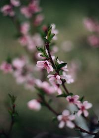 Close-up of pink flowers