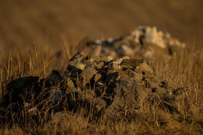 Close-up of dry plants on field