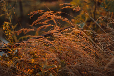 plant