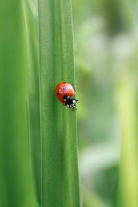 Close-up of ladybug on flower