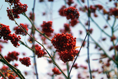 Close-up of red berries on tree