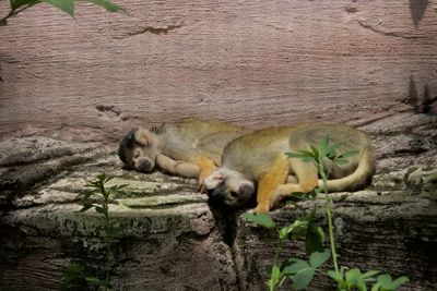 Sheep relaxing on tree trunk