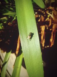 Close-up of spider on plant