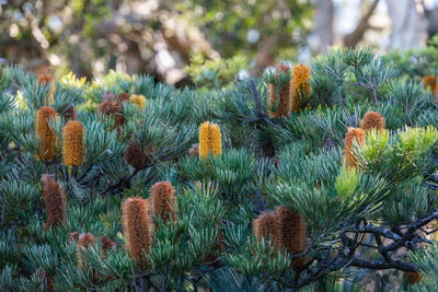 Close-up of cactus growing on field