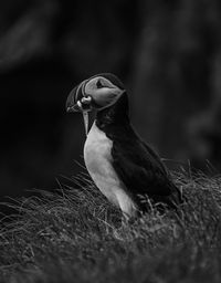 Close-up side view of a bird on land