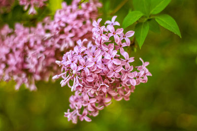 Close-up of pink flowering plant