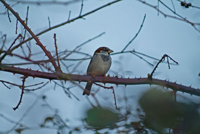 Close-up of bird perching on branch