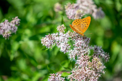 Close-up of butterfly pollinating on purple flowering plant