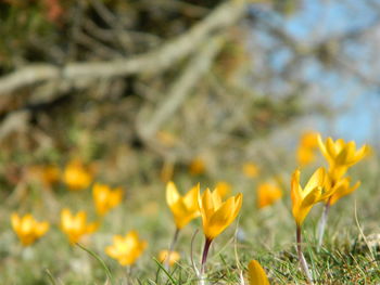 Yellow crocus growing on field