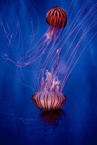 Couple of jellyfish in aquarium chrysaora melanaste