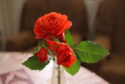 Close-up of red flower against blurred background