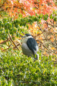 Bird perching on tree