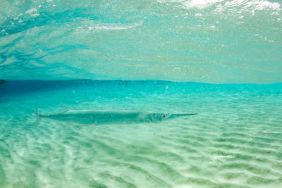 Long fish in shallow water