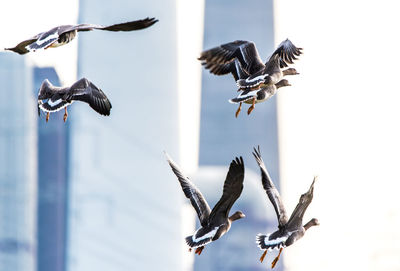 Birds flying against sky