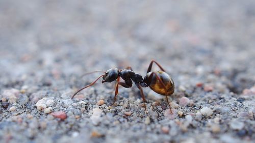 Close-up of ant on land