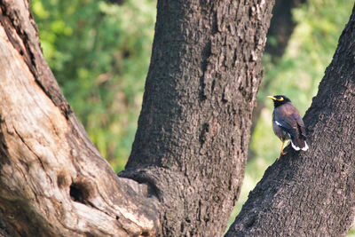 Close-up of bird perching on tree trunk