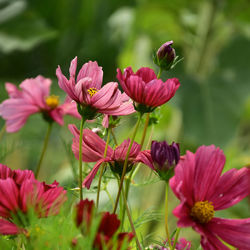 Close-up of pink flowering plants