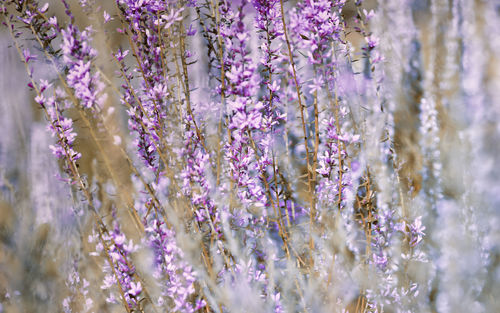 Close-up of purple flowering plants